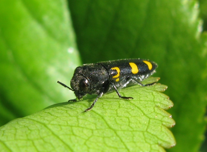 Buprestidae da determinare ? - Ptosima undecimmaculata