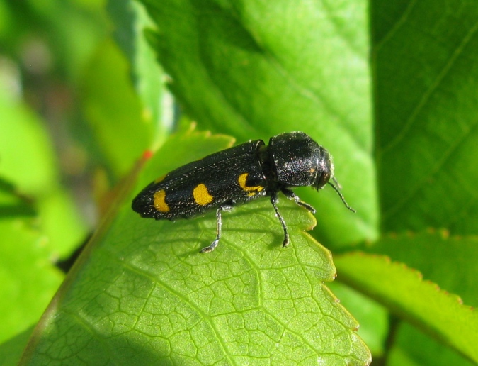 Buprestidae da determinare ? - Ptosima undecimmaculata