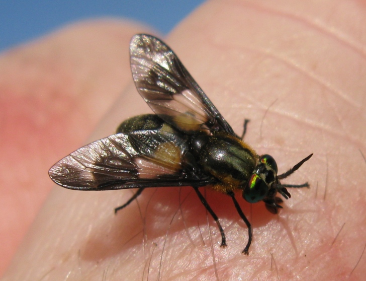 Tabanidae - Chrysops caecutiens ?