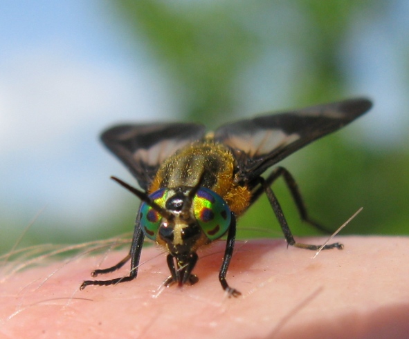 Tabanidae - Chrysops caecutiens ?