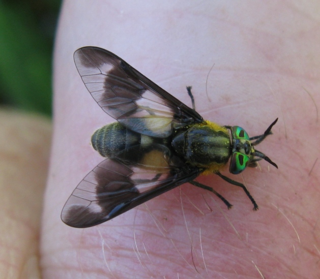 Tabanidae - Chrysops caecutiens ?