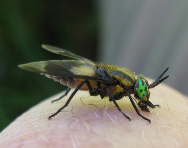 Tabanidae - Chrysops caecutiens ?