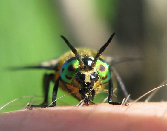 Tabanidae - Chrysops caecutiens ?