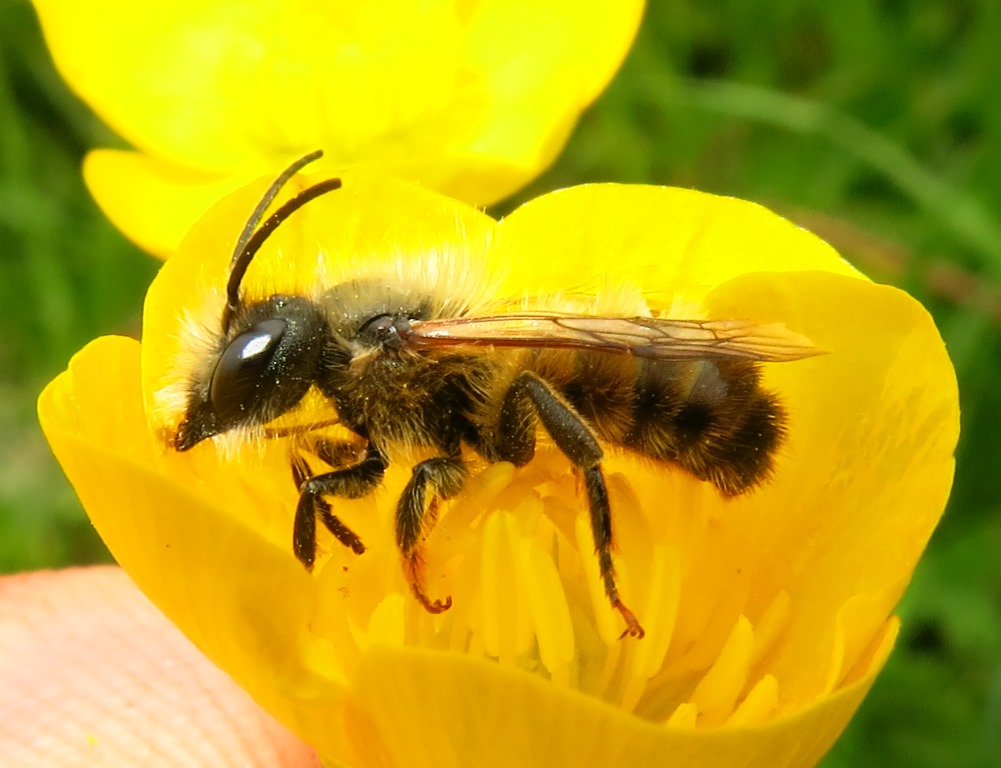 Maschio di Osmia sp, Apidae Megachilinae