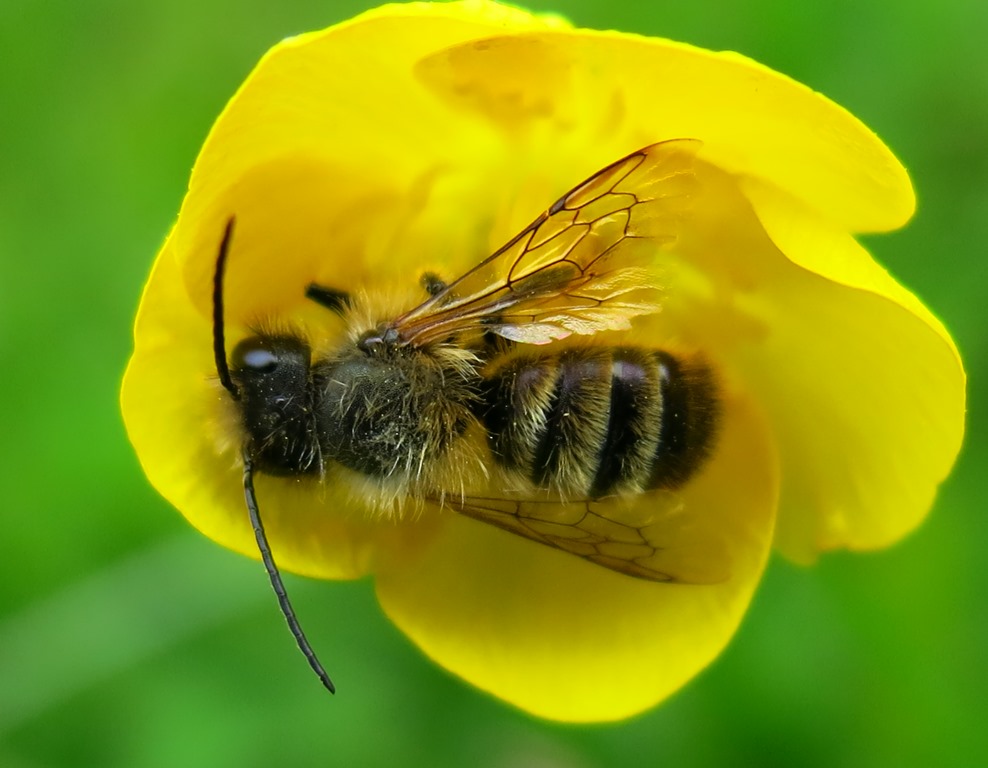 Maschio di Osmia sp, Apidae Megachilinae