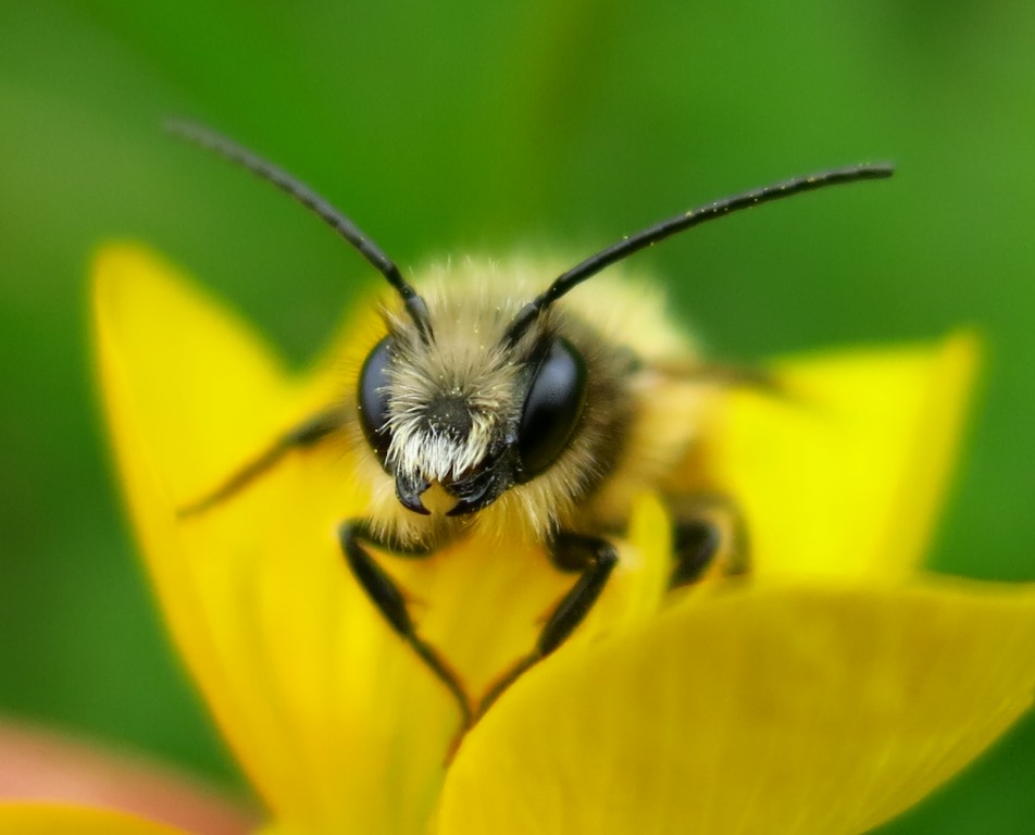 Maschio di Osmia sp, Apidae Megachilinae