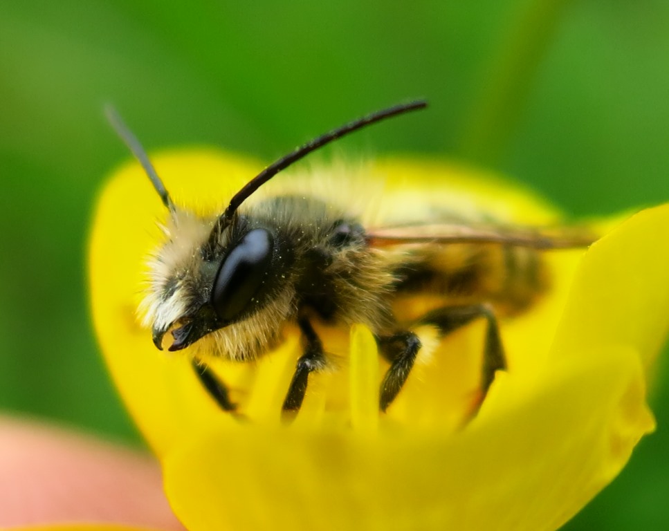 Maschio di Osmia sp, Apidae Megachilinae