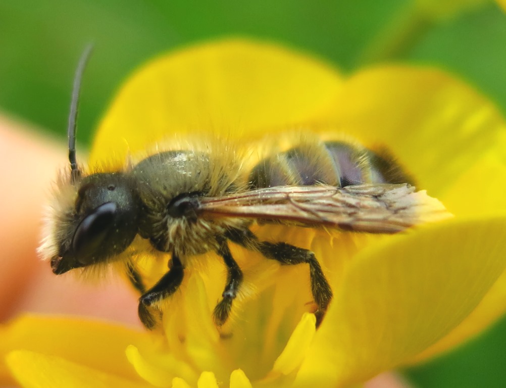 Maschio di Osmia sp, Apidae Megachilinae