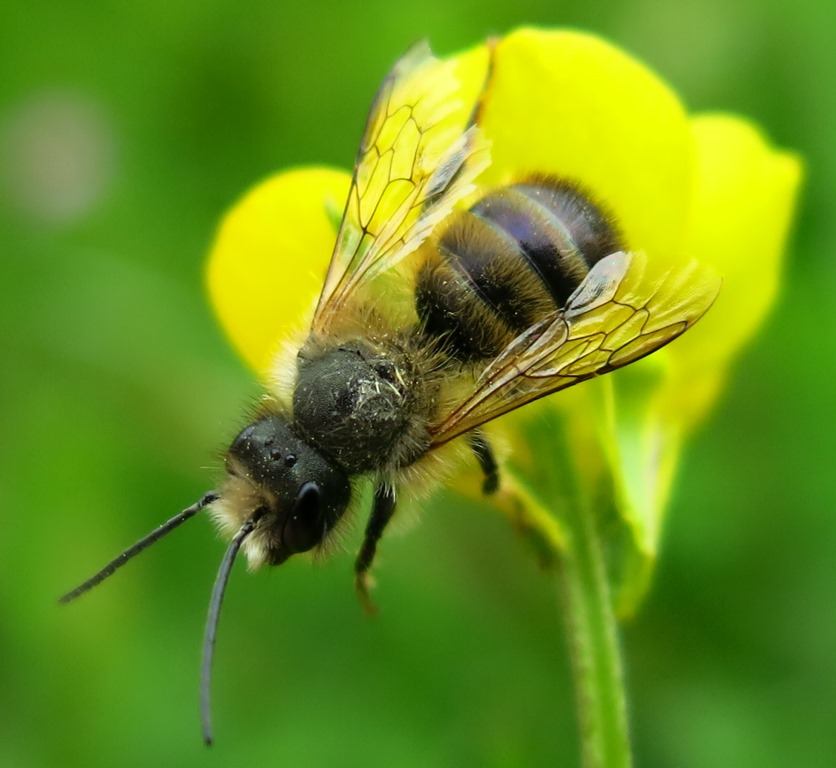 Maschio di Osmia sp, Apidae Megachilinae