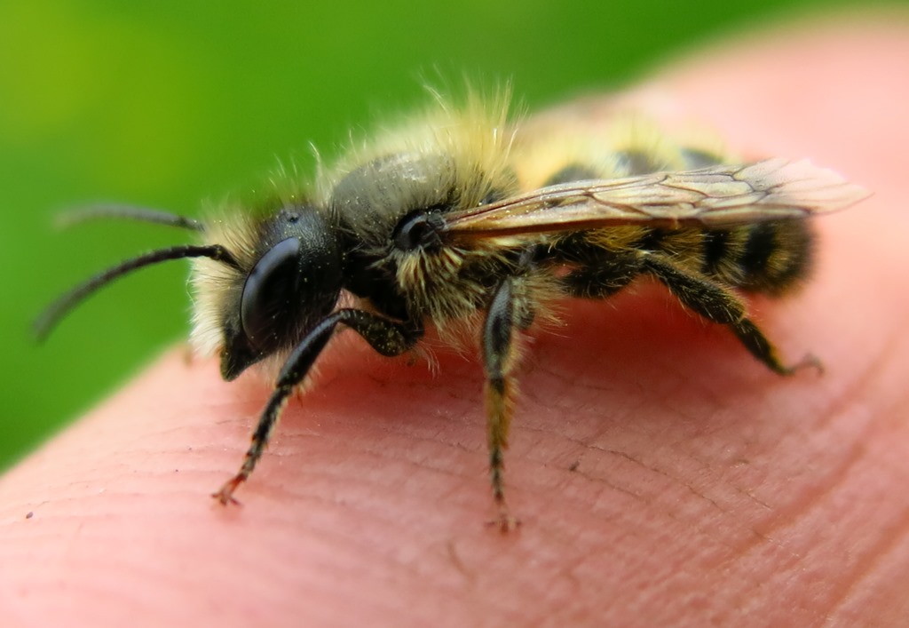 Maschio di Osmia sp, Apidae Megachilinae