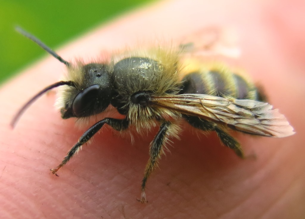 Maschio di Osmia sp, Apidae Megachilinae