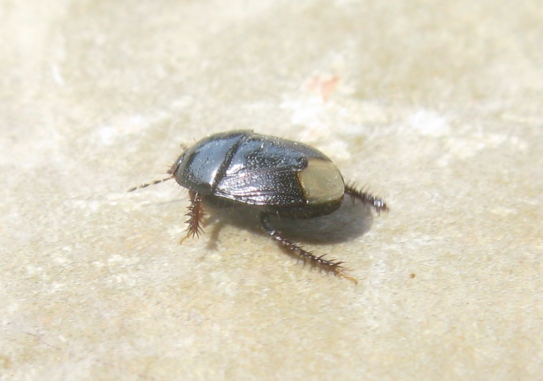 Cydnidae: Macroscytus brunneus del Lazio (VT)