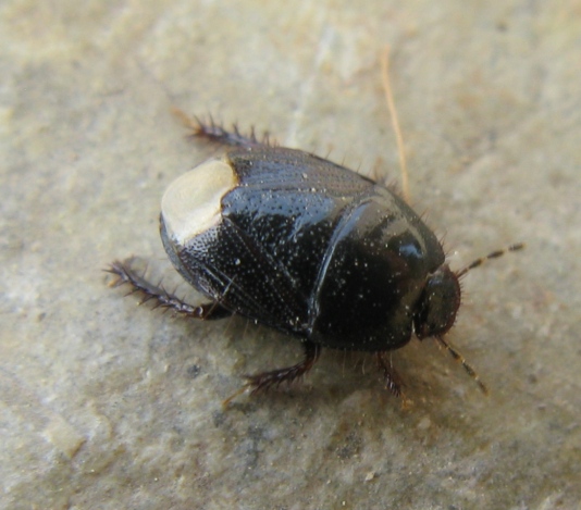 Cydnidae: Macroscytus brunneus del Lazio (VT)