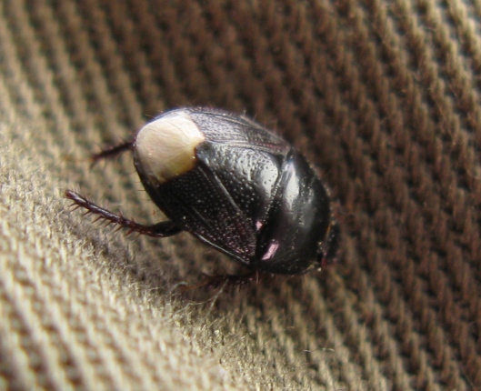 Cydnidae: Macroscytus brunneus del Lazio (VT)