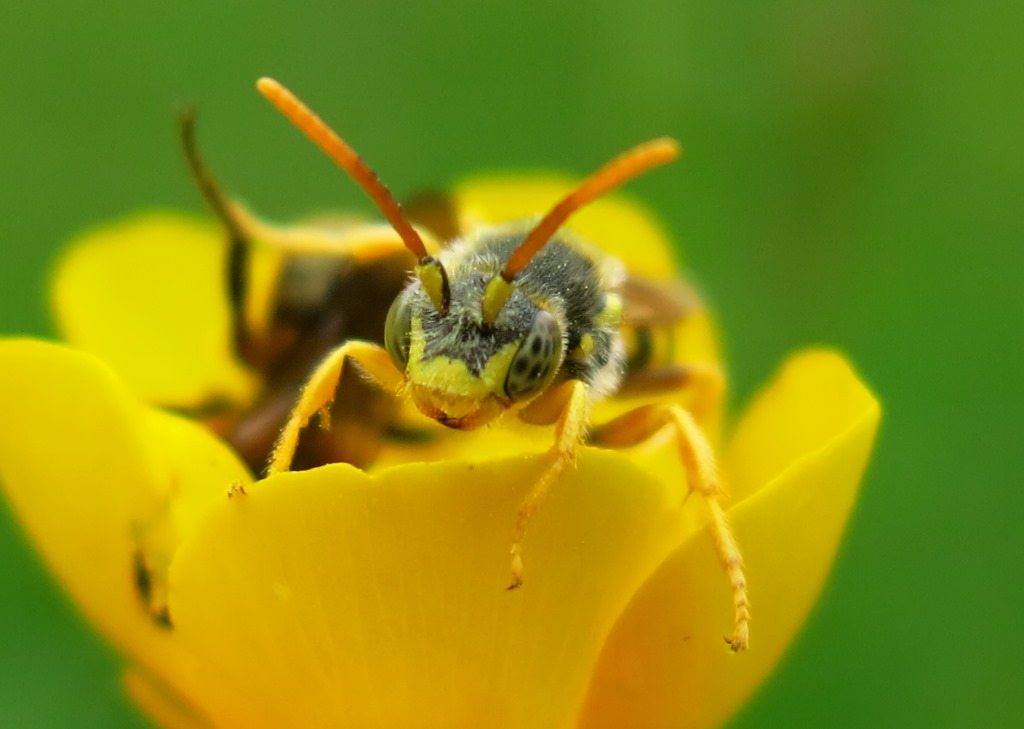 Apidae da identificare: Nomada sp.