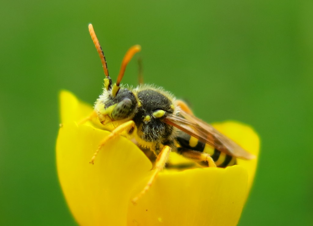 Apidae da identificare: Nomada sp.