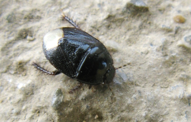 Cydnidae: Macroscytus brunneus del Lazio (VT)