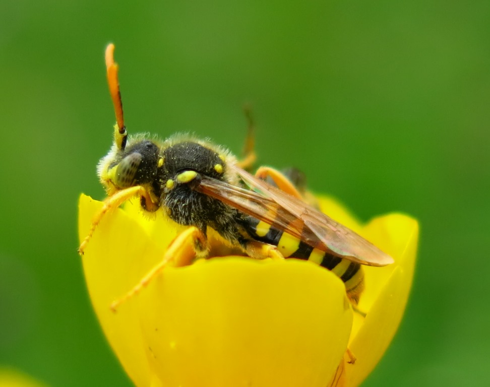 Apidae da identificare: Nomada sp.