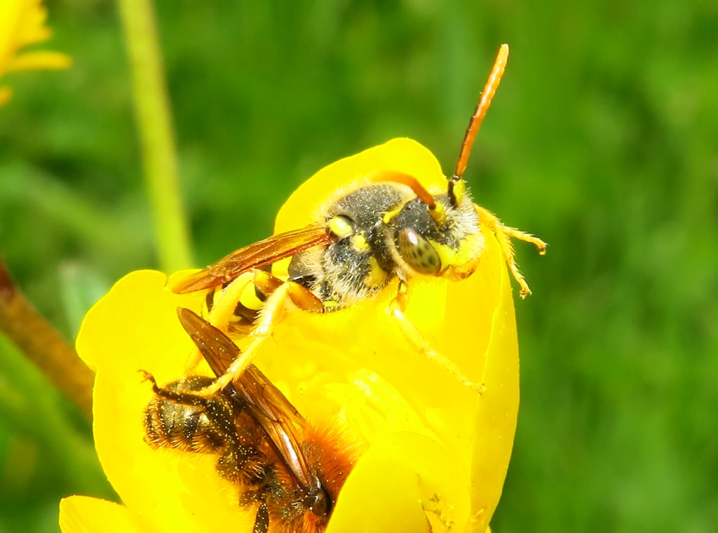 Apidae da identificare: Nomada sp.