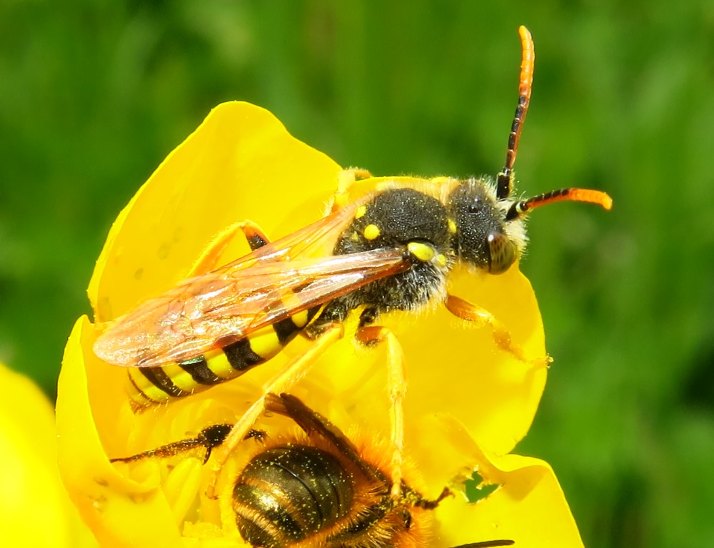 Apidae da identificare: Nomada sp.