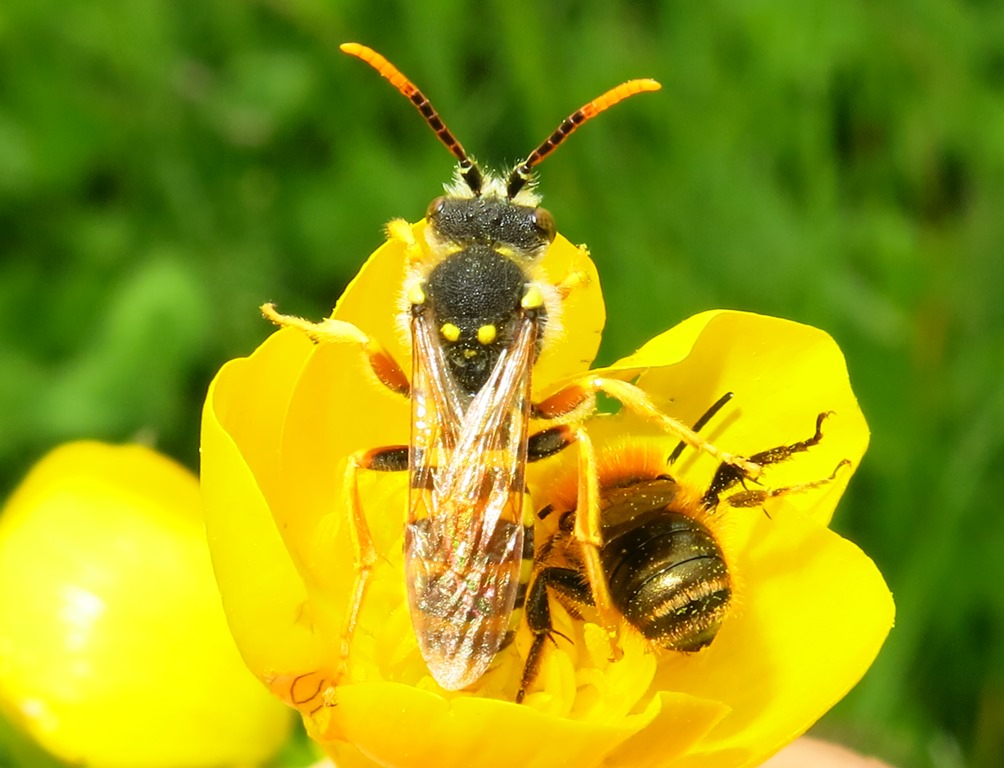 Apidae da identificare: Nomada sp.