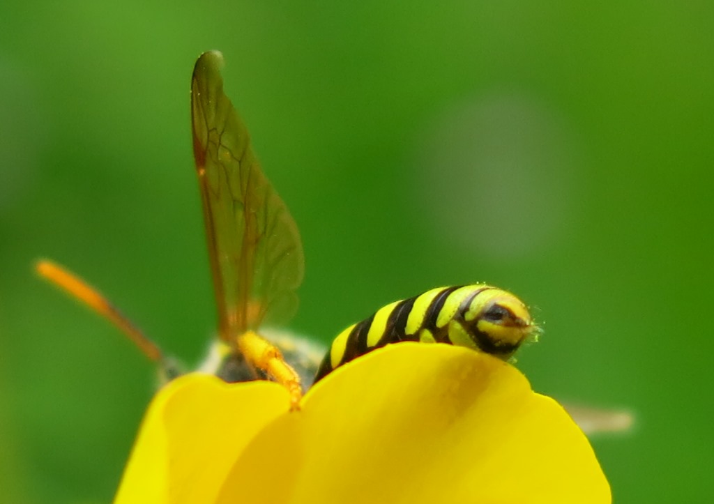 Apidae da identificare: Nomada sp.