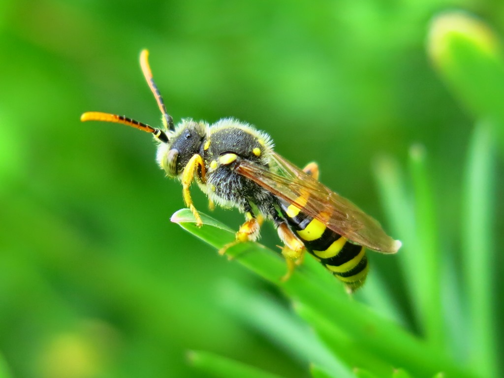 Apidae da identificare: Nomada sp.