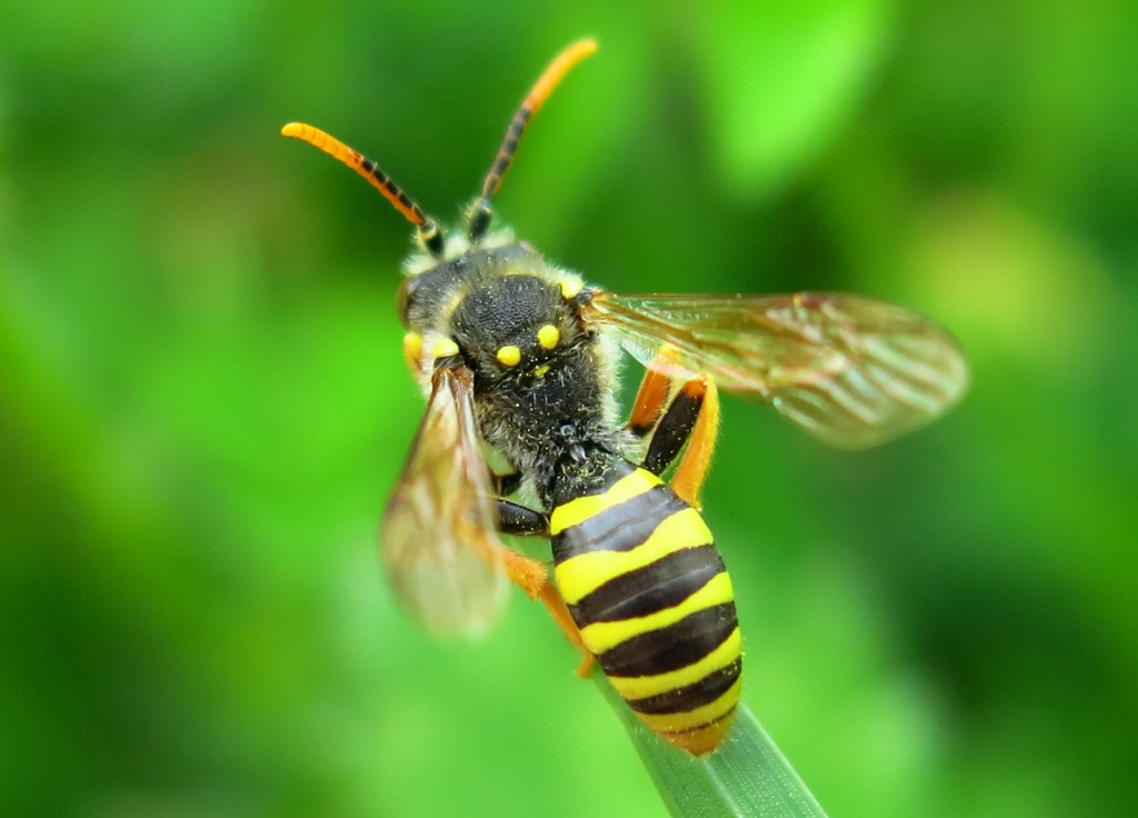 Apidae da identificare: Nomada sp.