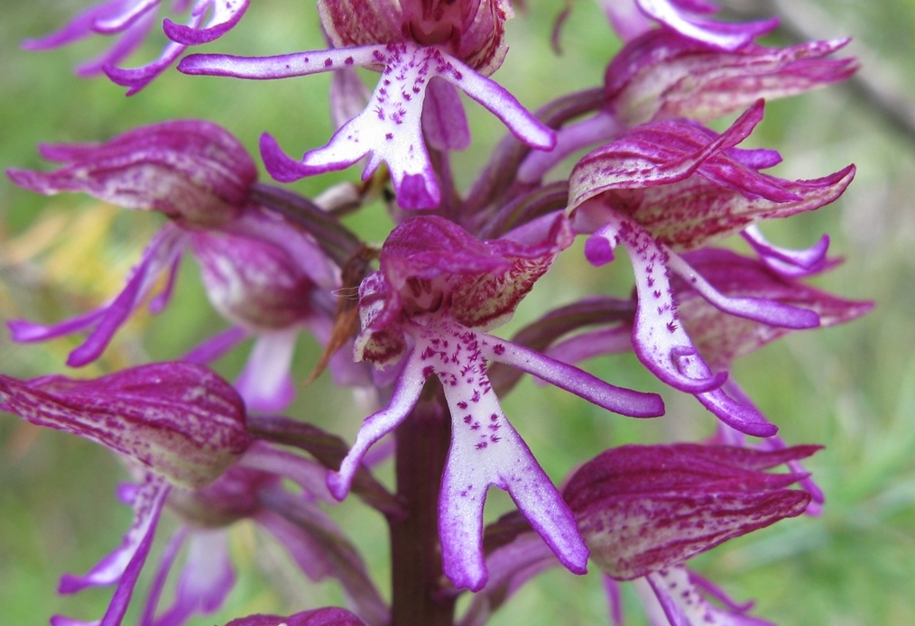 Orchis x angusticruris?