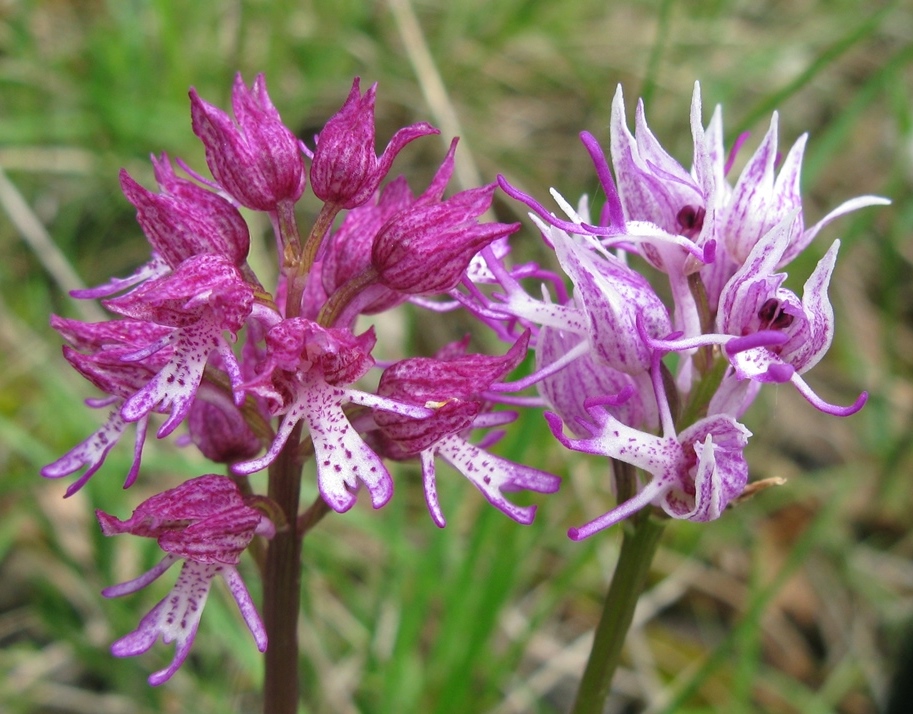 Orchis x angusticruris?