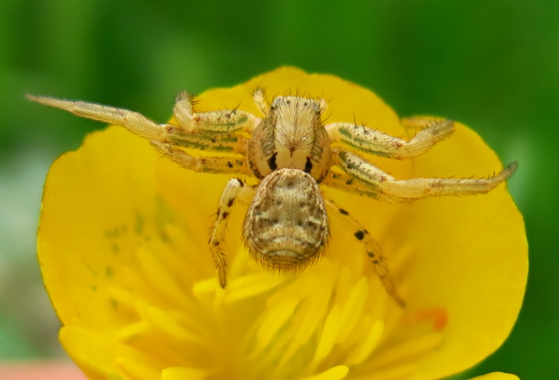 Xysticus sp. - Acquapendente (VT)