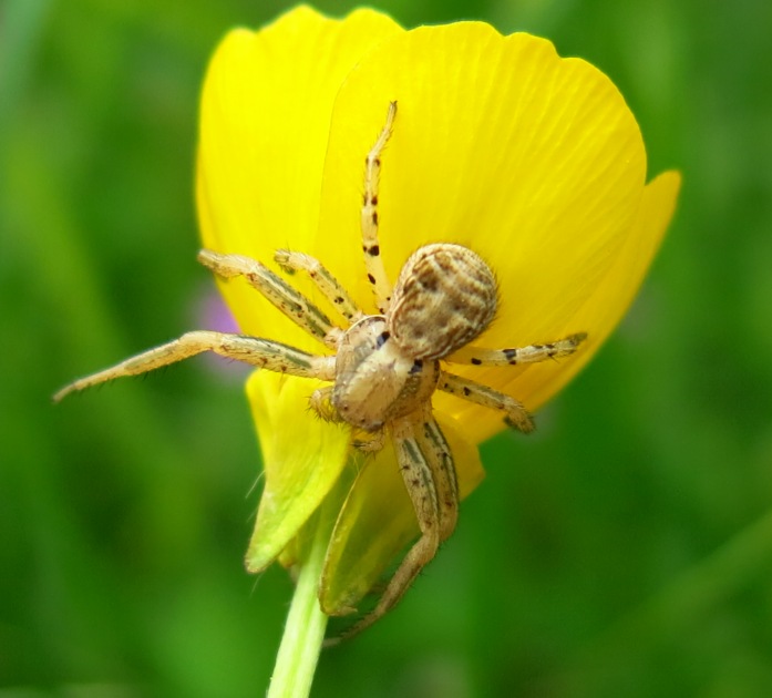 Xysticus sp. - Acquapendente (VT)