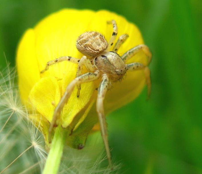 Xysticus sp. - Acquapendente (VT)