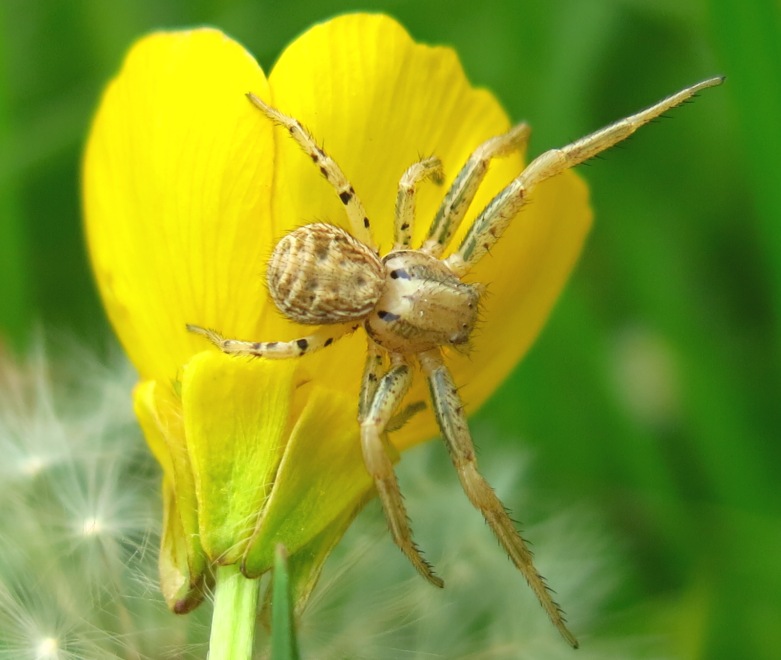 Xysticus sp. - Acquapendente (VT)