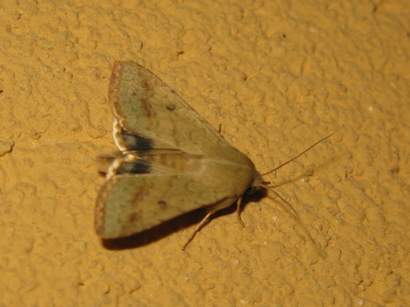 Lepidottero notturno da identificare? - Helicoverpa armigera