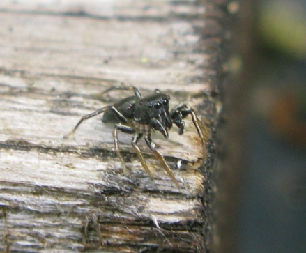 Heliophanus sp. - Acquapendente (VT)