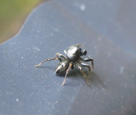 Heliophanus sp. - Acquapendente (VT)