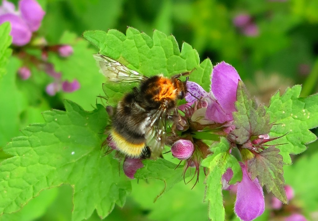 Bombus da determinare?