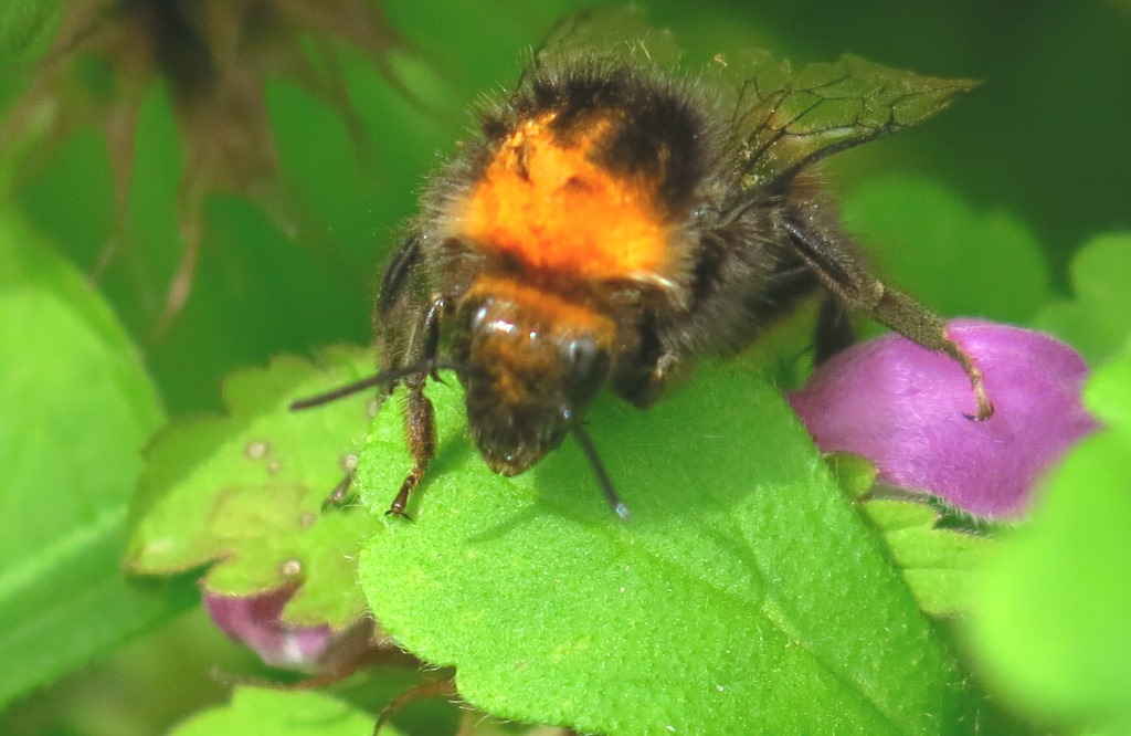 Bombus da determinare?