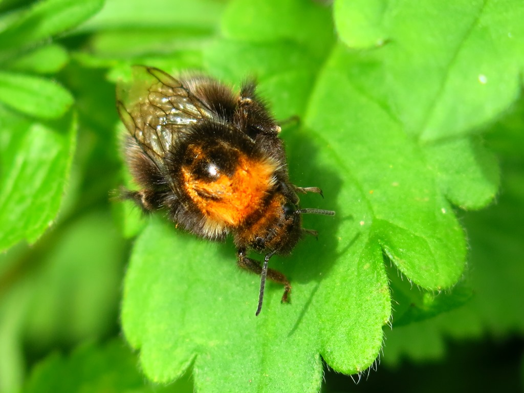 Bombus da determinare?