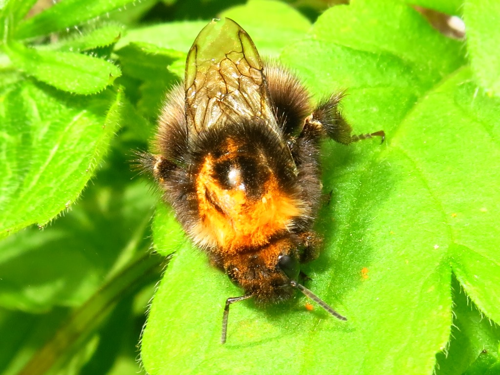 Bombus da determinare?