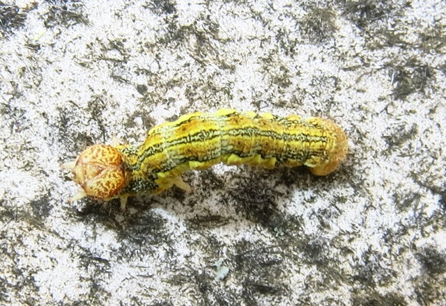 Geometridae - bruco di Erannis defoliaria? S