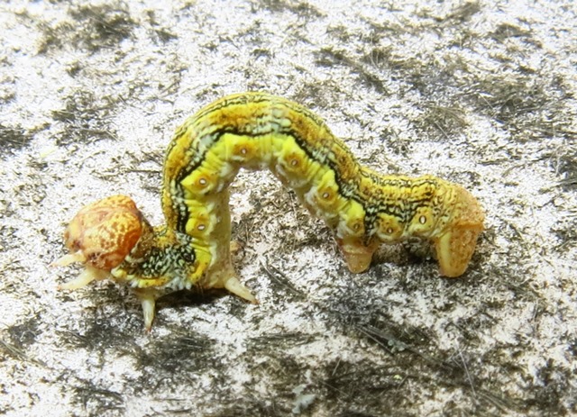 Geometridae - bruco di Erannis defoliaria? S