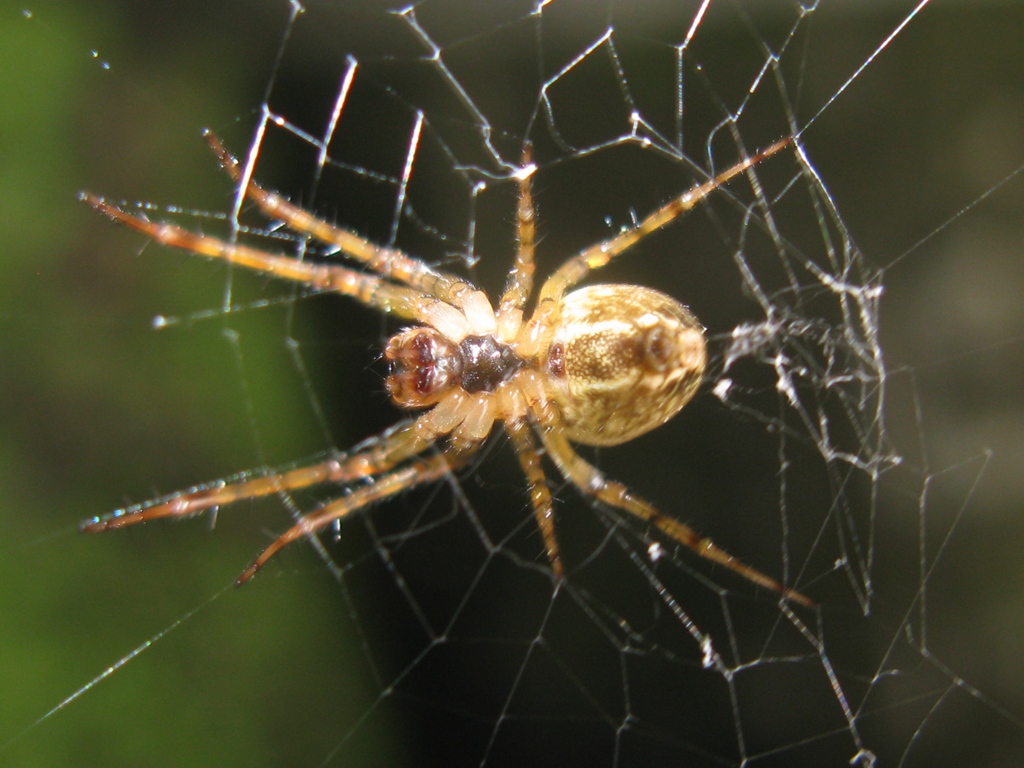 Metellina merianae - Acquapendente (VT)