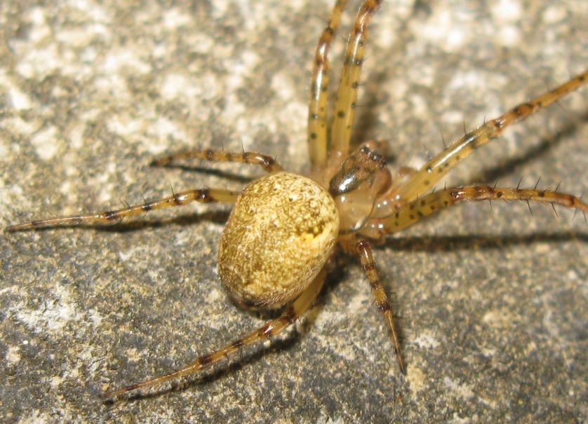 Metellina merianae - Acquapendente (VT)