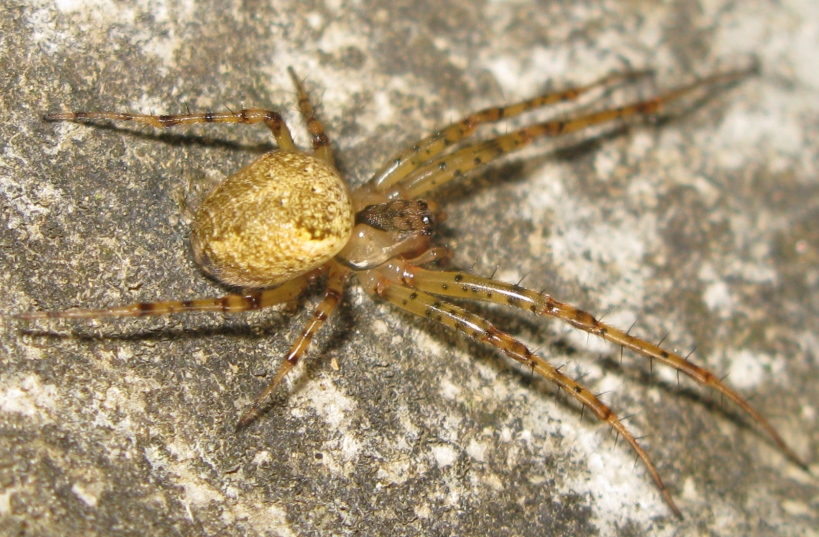 Metellina merianae - Acquapendente (VT)