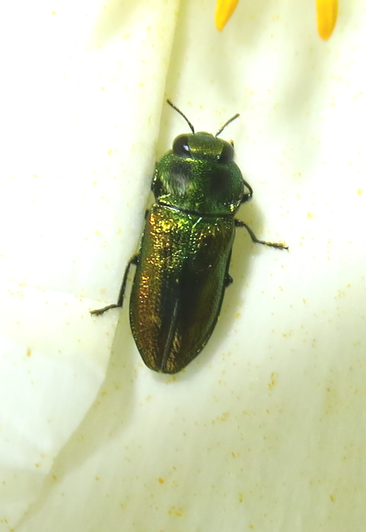 Buprestidae - Anthaxia thalassophila?