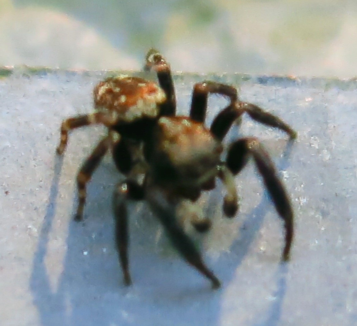 Pseudeuophrys erratica - Acquapendente (VT)