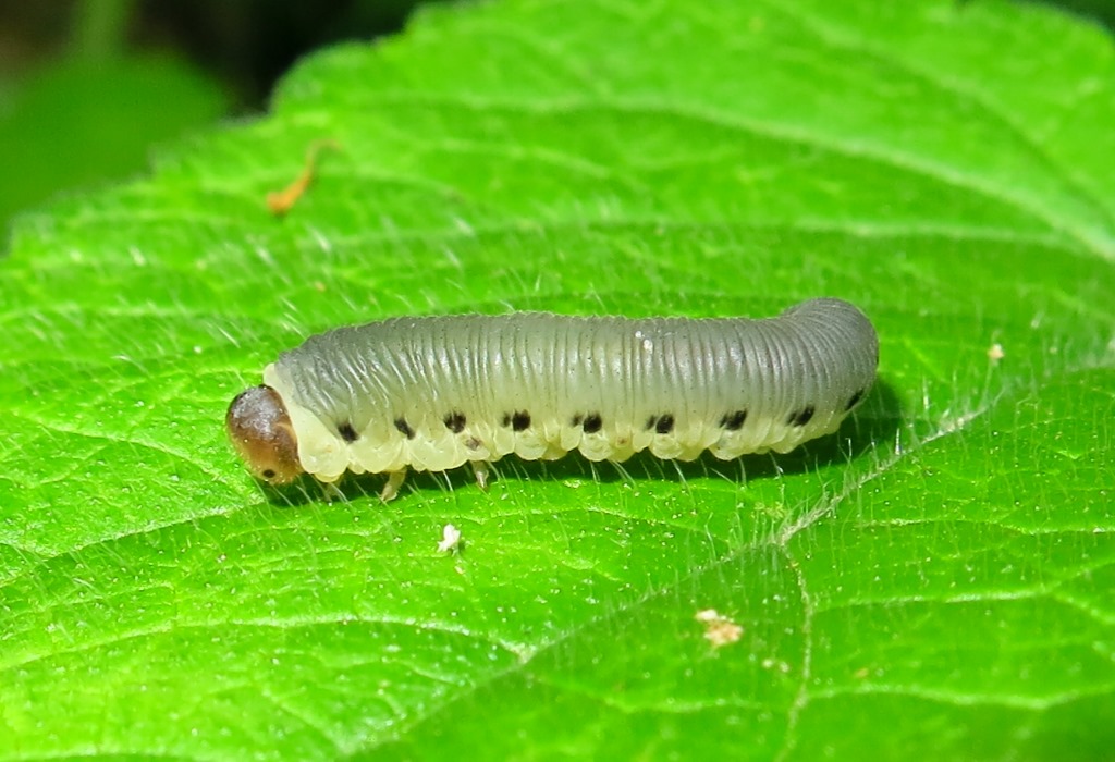 Larva di Tenthredinidae