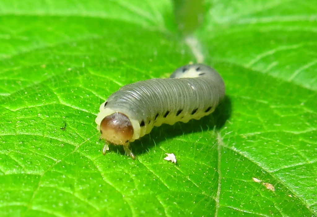 Larva di Tenthredinidae